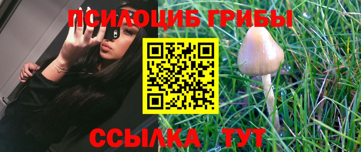 Псилоцибиновые грибы Psilocybine cubensis Красноуфимск